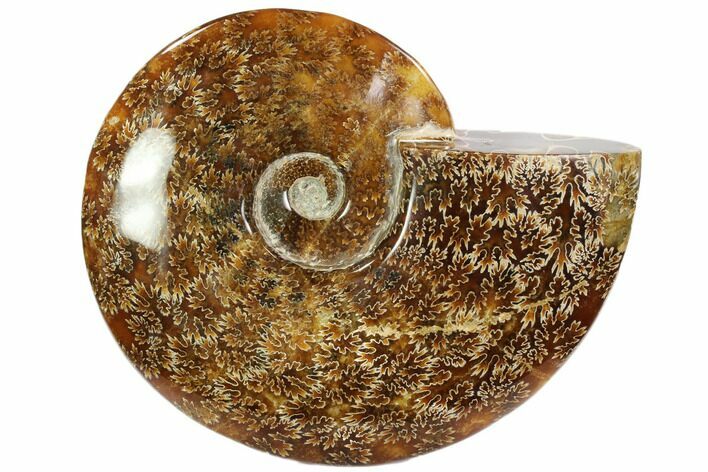 Polished, Agatized Ammonite (Cleoniceras) - Madagascar #102605